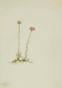 Roze kattenpootjes Antennaria rosea, 1916 door Mary Vaux Walcott