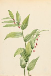 Roze gedraaide stengel Streptopus curvipes