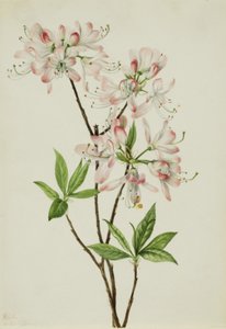 Pinkshell Azalea Azalea vaseyi, 1925