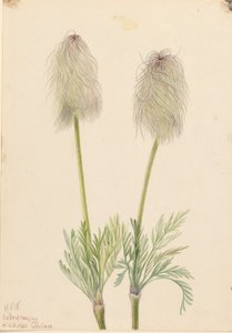 Pluimanemoon (Pulsatilla occidentalis)