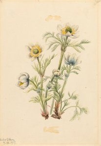 Pluimanemoon Pulsatilla occidentalis, 1917 door Mary Vaux Walcott