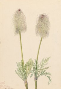 Pluimanemoon Pulsatilla occidentalis, 1923