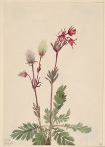 Prairie-rook (Sieversia ciliata)