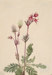 Prairie-Rook Sieversia ciliata, 1921