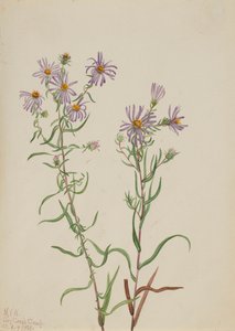Prairie Aster Aster campestris, 1923