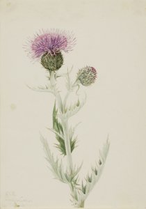 Akkerdistel (Cirsium undulatum) door Mary Vaux Walcott
