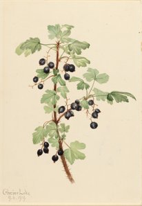 Kleine aalbes (Ribes lacustre)