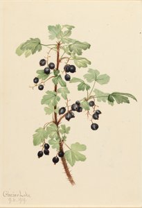 Stekelige bes Ribes lacustre, 1919