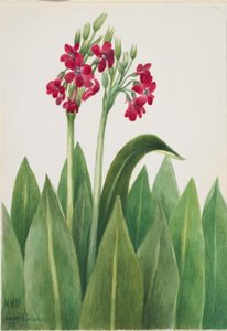 Primula (sleutelbloem) door Mary Vaux Walcott