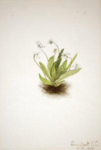 Primula Viooltje Viola primulifolia, 1918