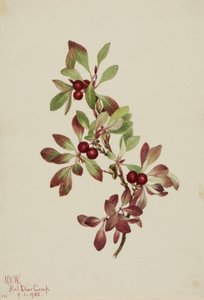 Ptarmiganberry Arctous alpina, 1922