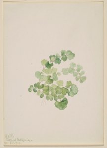 Puccoon (Lithospermum ruderale) door Mary Vaux Walcott