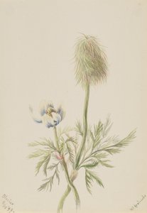 Pulsatilla occidentalis