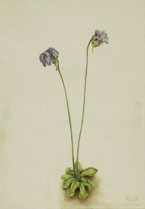 Paarse Vetblad Pinguicula elatior, 1920 door Mary Vaux Walcott