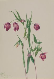 Paarse feeënlantaarn Calochortus anoenum, 1936