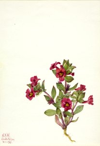 Paarse aapbloem Mimulus bigelovii, 1935 door Mary Vaux Walcott