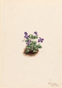 Paars bergviooltje (Viola adunca) door Mary Vaux Walcott