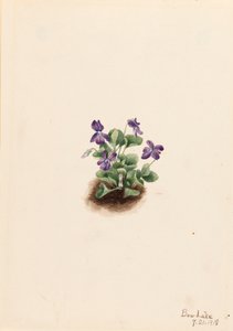 Paarse bergviolet Viola adunca, 1918