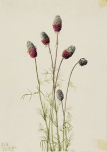Paarse prairiebekplevier (Petalostemon purpureum)
