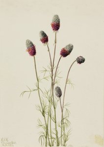Paarse Prairieklaver Petalostemon purpureum, 1927 door Mary Vaux Walcott