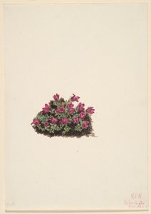 Purpersaxifrage (Saxifraga oppositifolia) door Mary Vaux Walcott