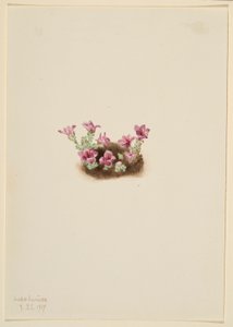 Purpersaxifrage (Saxifrage oppositifolia)