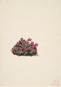 Paarse Saxifrage Saxifraga oppositifolia