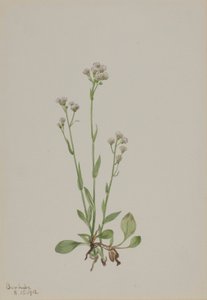 Pussy-Toes (Antennaria racemosa) door Mary Vaux Walcott