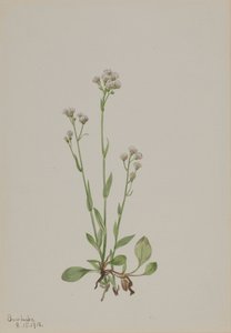 Pussy-Toes Antennaria racemosa, 1918