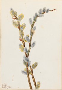 Kattenstaartwilg Salix discolor, 1920