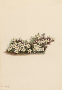 Pyxie Pyxidanthera barbulata, 1919 door Mary Vaux Walcott