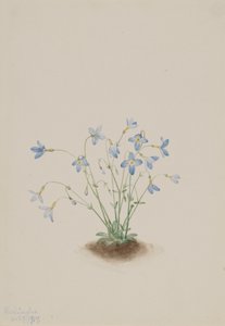 Quakerladies Houstonia caerulea, 1917 door Mary Vaux Walcott