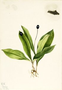 Dotterbloem (Clintonia uniflora) door Mary Vaux Walcott