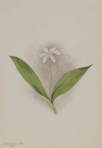 Dotterbloem (Clintonia uniflora)