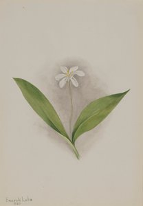 Queencup Clintonia uniflora, 1902