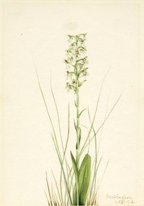 Ragged Fringe-orchid (Habenaria lacera)