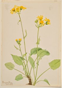 Jakobskruiskruid (Senecio burkei) door Mary Vaux Walcott
