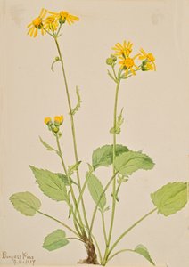 Kruiskruid Senecio burkei door Mary Vaux Walcott