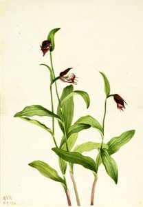 Ridderspoor pantoffel (Cypripedium arietinum)