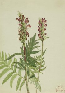 Rood-Helm Pedicularis bracteosa, 1924 door Mary Vaux Walcott