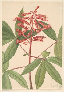 Rode paardenkastanje Aesculus pavia, 1918