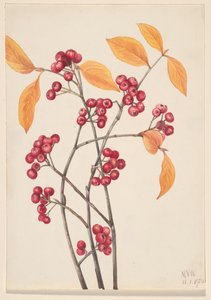 Rode chokeberry Aronia arbutifolia