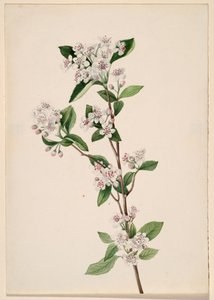 Rode Chokeberry Aronia arbutifolia, ca. 1920s door Mary Vaux Walcott
