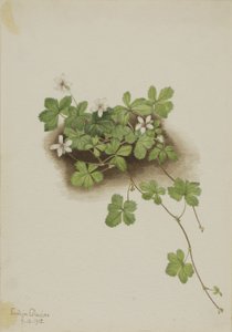 Rode dauwbraam (Rubus pedatus)