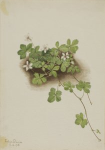 Rode dauwbes Rubus pedatus