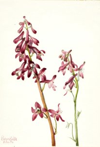 Rode ridderspoor (Delphinium nudicale) door Mary Vaux Walcott