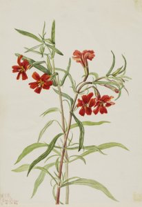 Rode apenbloem (Diplaucus puniceus)