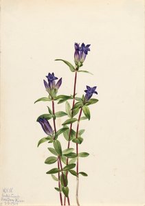 Oevergentiaan Gentiana affinis, 1924 door Mary Vaux Walcott