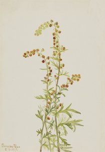 Rots Alsem Artemisia discolor, 1917 door Mary Vaux Walcott