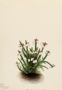 Rocky Mountain Cassiope Cassiope mertensiana, 1924 door Mary Vaux Walcott